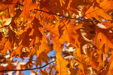 Bright autumn leaves in the natural environment.