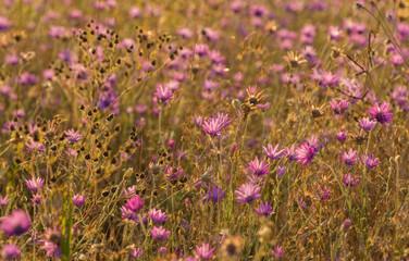 Obraz premium Everlasting, Immortelle or Xeranthemum annuum