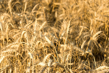 Golden wheat field as background. Autumn landscape of yellow rye field with sunshine