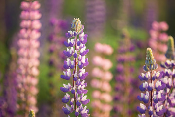 Obraz na płótnie Canvas Blooming lupine flowers. Violet and pink lupin in meadow. Colorful bunch of lupines summer flower background.