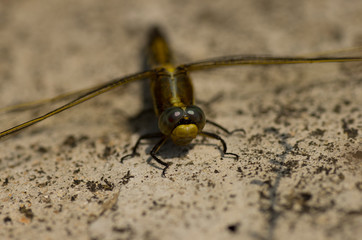 closeup of dragonfly