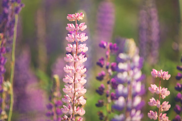 Blooming lupine flowers. Violet and pink lupin in meadow. Colorful bunch of lupines summer flower background.