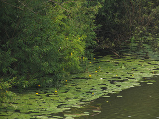 Green coast river, lakes with khaki-colored water and water-lilies with yellow flowers.