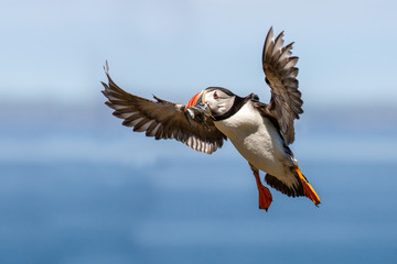 British Puffin Seabird (Fratercula arctica) from Skomer Island, Pembrokeshire, Wales UK