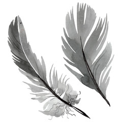 Obraz premium Colorful bird feather from wing isolated. Watercolor background illustration set. Isolated feather illustration element.