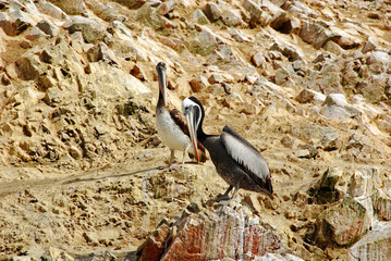 Penguins at Paracas National Reservation, or the Peruvian Galapagos. At the reserve there are the...
