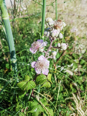 Zarzamora, elmleaf or thornless blackberry