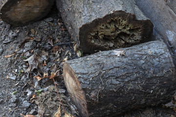 Chopped wood log