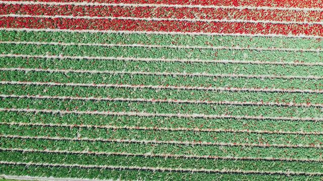 Aerial view of tulip bulb-fields in springtime, Holland, the Netherlands
