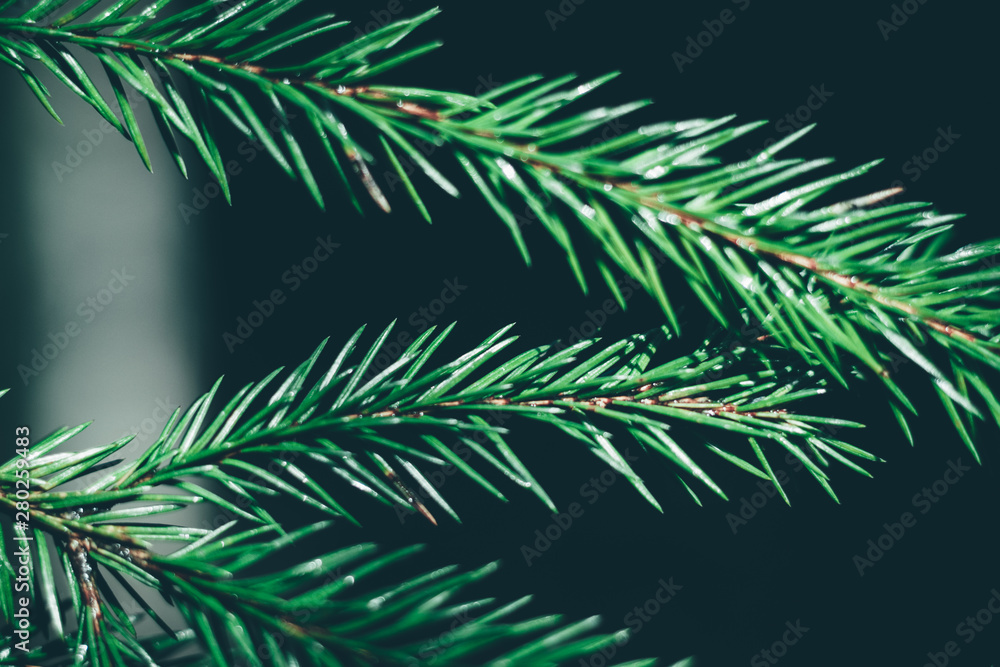 Wall mural christmas fir tree background with copy space. fir tree branches texture.