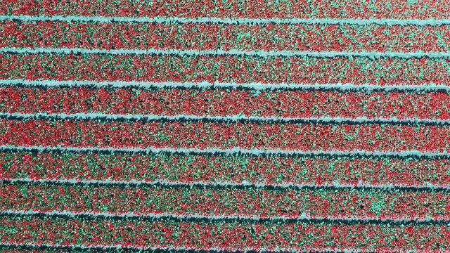 Aerial view of tulip bulb-fields in springtime, Holland, the Netherlands