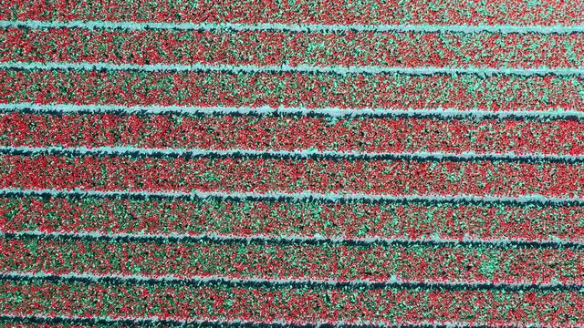 Aerial view of tulip bulb-fields in springtime, Holland, the Netherlands