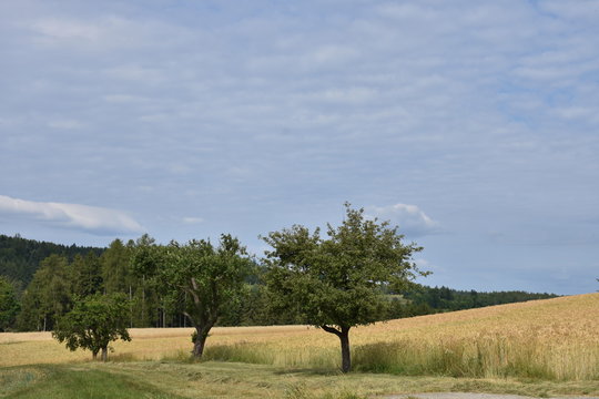 Tschechien, &Ouml;sterreich, Grenze, Ober&ouml;sterreich, B&ouml;hmen, Wullowitz, Doln&iacute; Dvoři&scaron;tě, Unterhaid, Krumau, Grenzort,  Wald, H&uuml;gel, Weg, Stra&szlig;e, Landstra&szlig;e, Asphalt, Mobilfunk, B&ouml;hmerwald, Zaun, Weidezaun, 