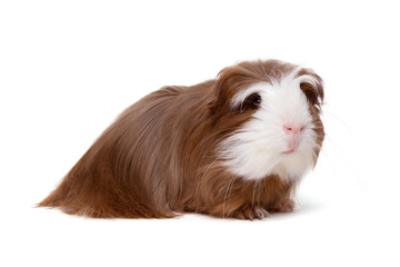 Guinea pig isolated on white background