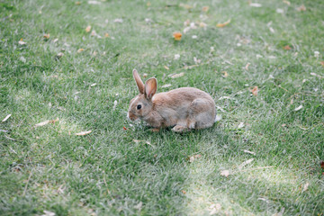 little rabbit in the park
