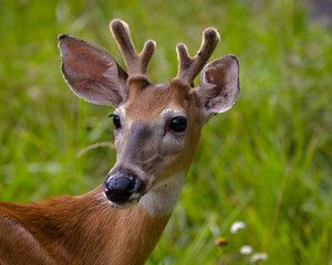 Whitetail Deer