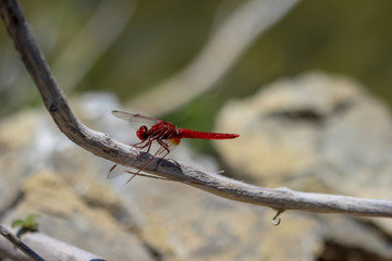 Rote Libelle sitzt auf einem Ast