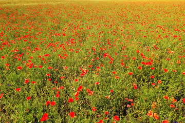 Beautiful red poppy field