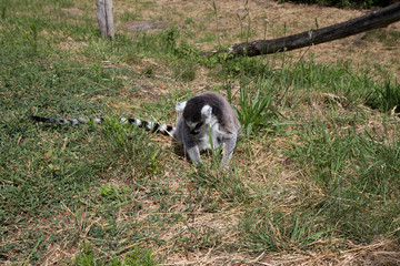 Obraz premium frontalansicht auf einen auf dem rasen sitzenden katta im tierpark thüle friesoythe deutschland fotografiert an einem sonnigen tag