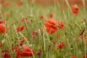 Obraz premium Beautiful red poppy field
