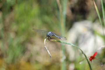 Blaue Libelle auf einem Grashalm