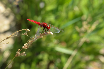 Rote Libelle sitzt auf einem Grashalm