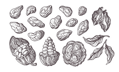 Cocoa set. Vector illustration. Botanical sketch