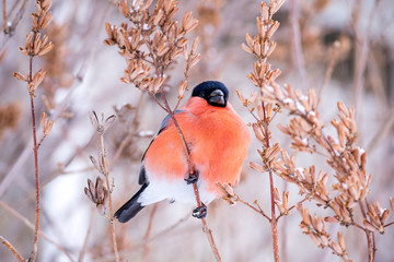 winter bird bullfinch on tree branches feeds on tree seeds