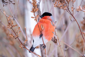 bullfinch bird with red breast close-up on a tree branch looking to the left