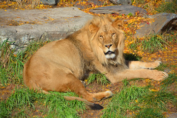 Lion is one of the four big cats in the genus Panthera, and a member of the family Felidae. With...