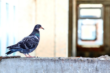 Pigeon close-up on the background of the construction