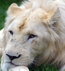 White lion is a rare color mutation of the lion. Until 2009 when the first pride of white lions was...