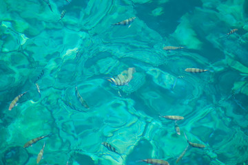 Fototapeta na wymiar Fish in clear sea water. Snorkeling paradise