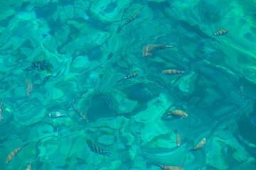 Fototapeta na wymiar Fish in clear sea water. Snorkeling paradise