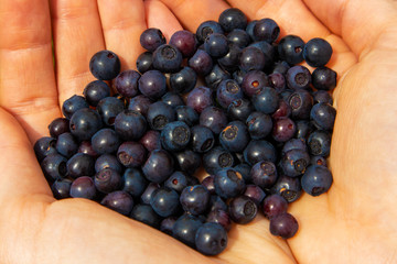 Fruits of bilberries in the palms.