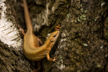 Bronze-colored reptile waiting for prey.