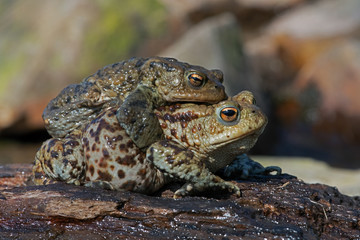 Paired male and female Toads (Bufo bufo) migrating to breeding pond