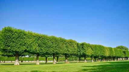Cube trees garden in a park, in a sunny blue sky day.
