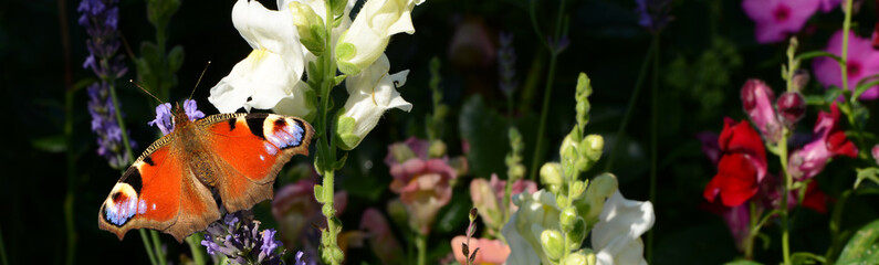 Schmetterling 604 © K.-U. Häßler