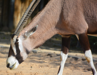 The East African oryx (Oryx beisa), also known as the beisa is a species of antelope from East...