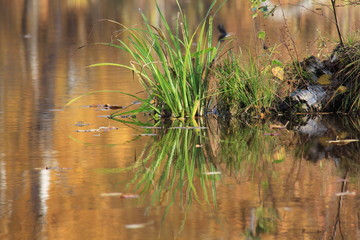 Beauty of golden autumn. Landscapes in Russia