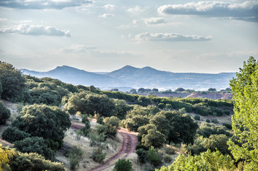 Fototapeta premium landscape with road, trees and bushes and in the background mountains with blue sky and some clouds