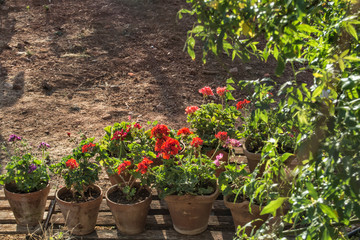 set of clay pots with geraniums on a table in a field