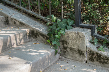 Fototapeta premium fragment of stone staircase and an ivy on the edge
