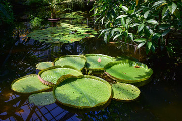 Water lilies in Botanic Garden, Prague, Czech Republic