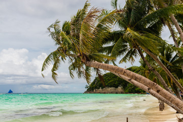 A palm tree on a tropical beach in a strong wind and rough sea with stormy sky (Boracay, Philippines)