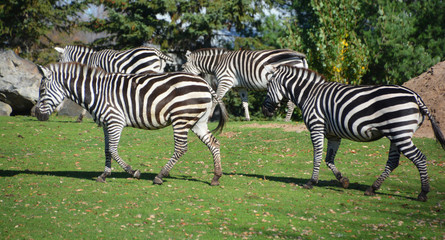 Burchell's zebra is a southern subspecies of the plains zebra. It is named after the British...