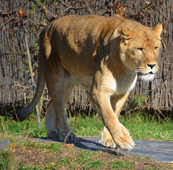 Lion is one of the four big cats in the genus Panthera, and a member of the family Felidae. With...