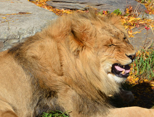 Lion is one of the four big cats in the genus Panthera, and a member of the family Felidae. With...