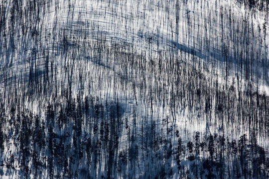 A burned forest left over from the Lolo Peak Fire in Winter.